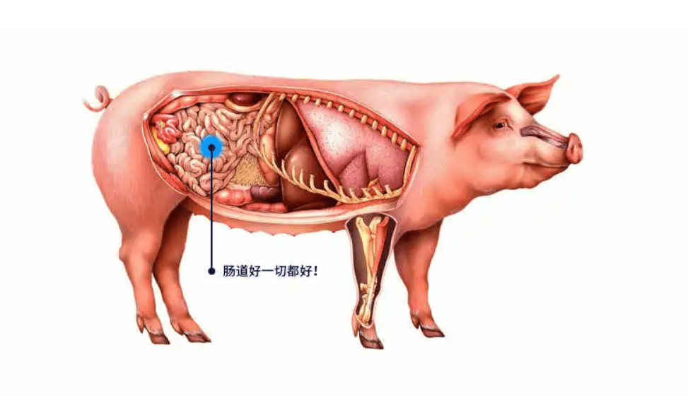 养猪要想养得好,先把肠道养好!70%的精力放在猪上