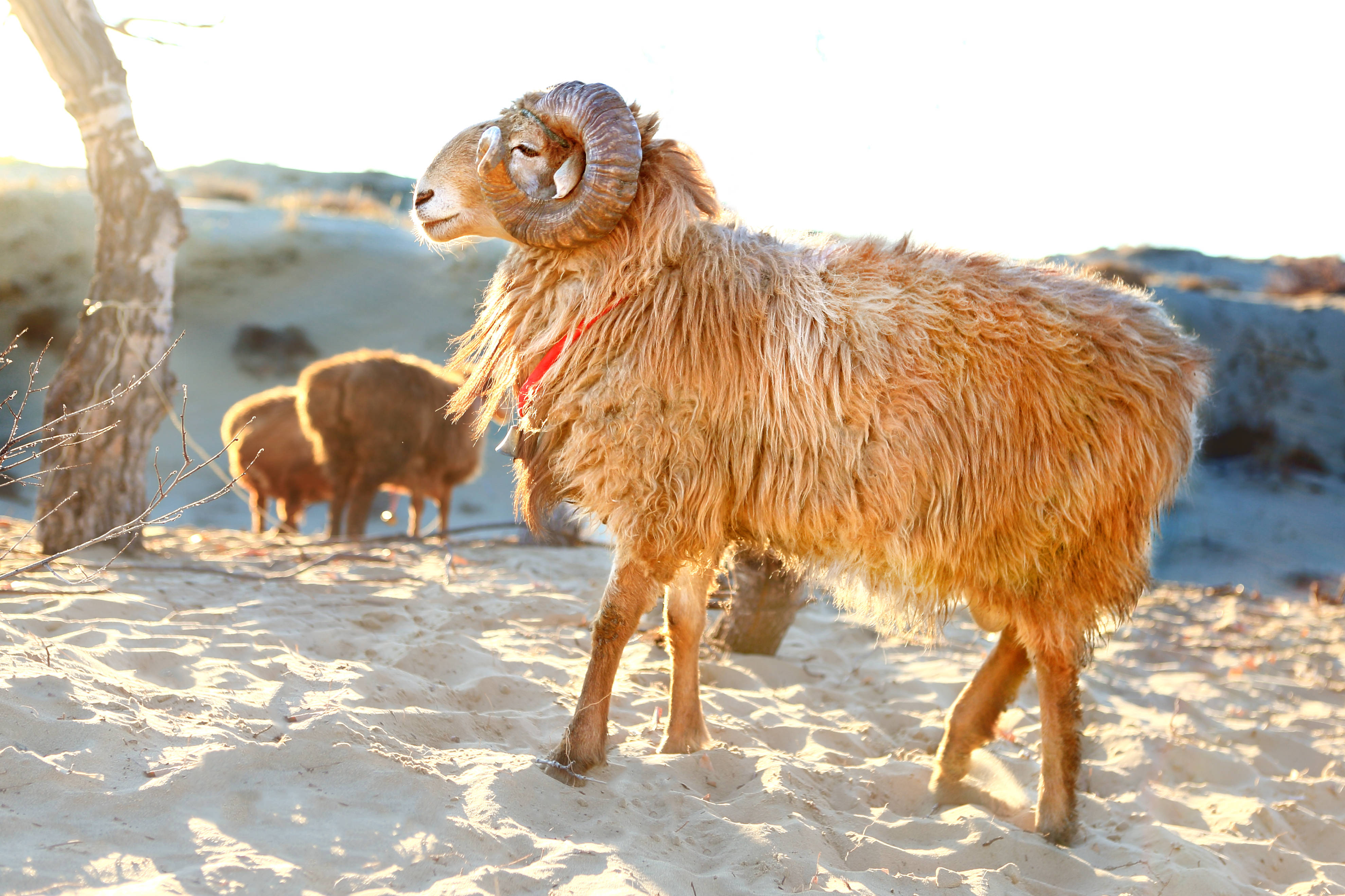 羊界的珍宝:阿勒泰大尾羊丨千里贡西域羊王