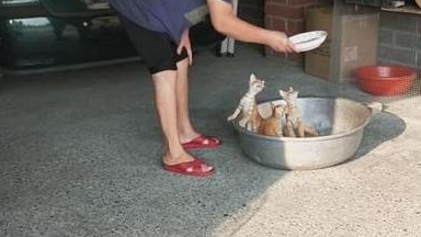 小猫听到铁盆声音，立马乖乖跳进去，网友：奶奶的最强猫咪召唤术 