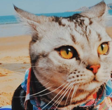 这猫第一次去海边,眼都睁大了,这么大大的“猫砂盆” 这猫第一次去海边,眼都睁大了,这么大大的“猫砂盆”