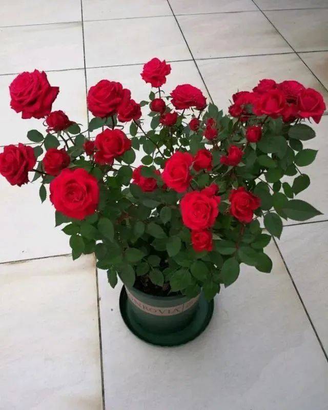 盆栽月季"新宠"蒙特卡洛,阳台族的绝佳选择_花朵_生活_人们