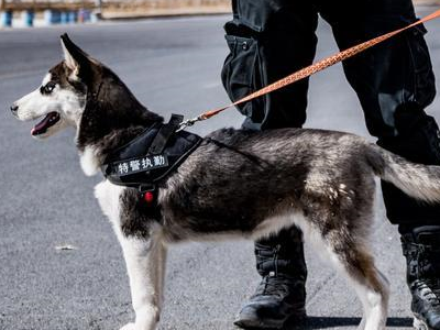二哈都很蠢吗?是时候给哈士奇正名了,它们可是智勇双全的军犬 二哈都很蠢吗?是时候给哈士奇正名了,它们可是智勇双全的军犬