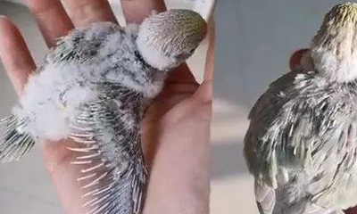 小鹦鹉艰难地从蛋壳中挣扎出来,主人很高兴,网友:这是麻雀吗 小鹦鹉艰难地从蛋壳中挣扎出来,主人很高兴,网友:这是麻雀吗