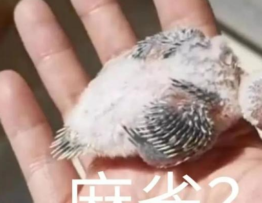 小鹦鹉艰难地从蛋壳中挣扎出来,主人很高兴,网友:这是麻雀吗 小鹦鹉艰难地从蛋壳中挣扎出来,主人很高兴,网友:这是麻雀吗