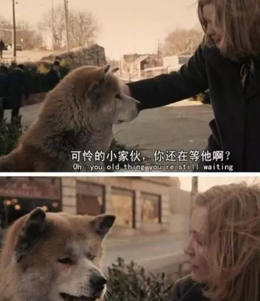 南京神犬“小七”火了：捡了一部手机，救了一条人命 