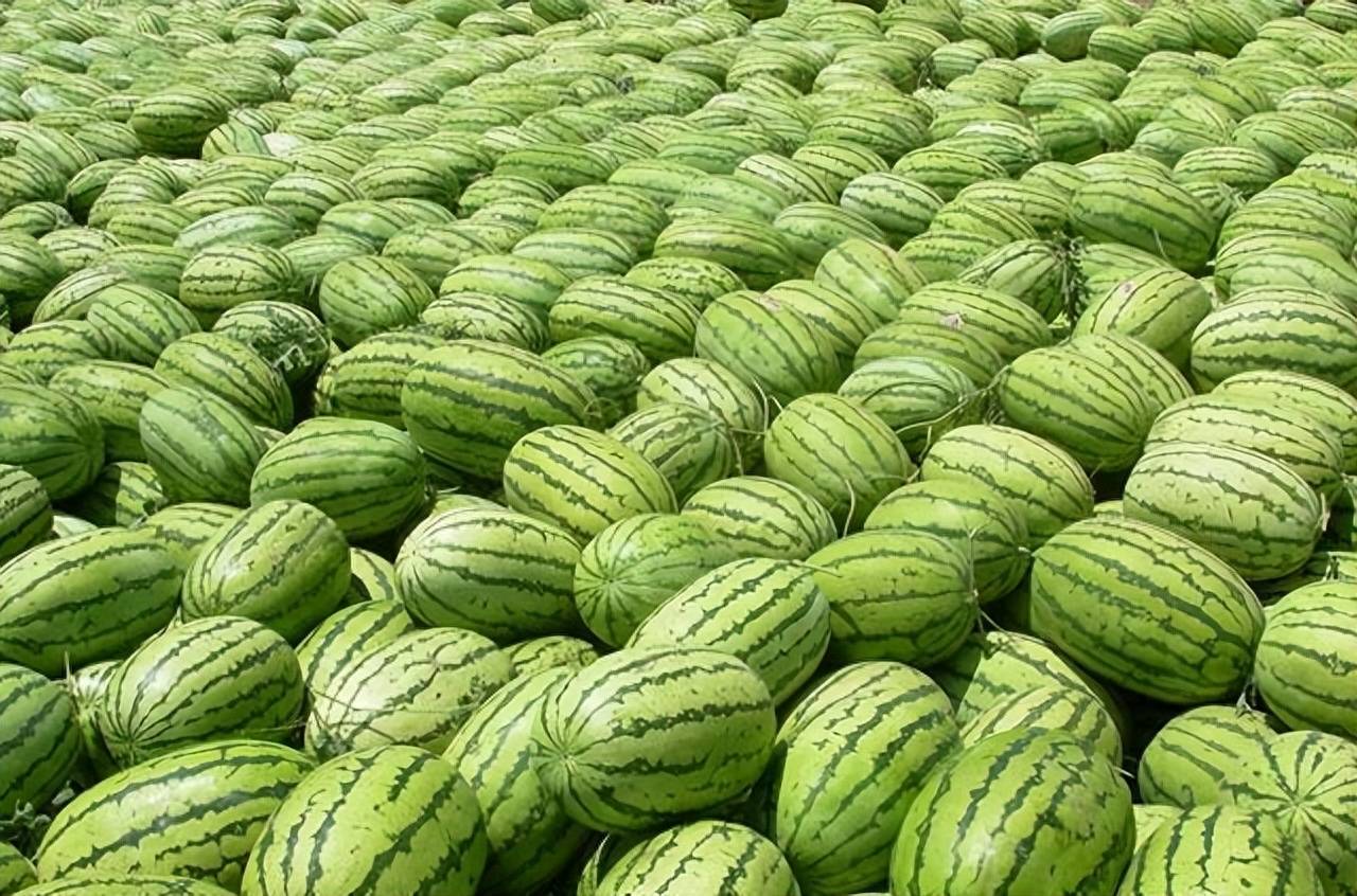 中国一年吃掉全球70%的西瓜,而在西瓜原产地,为何很少有人吃?