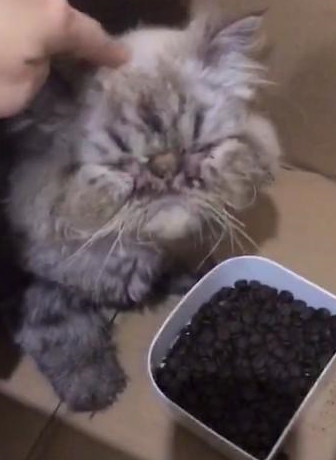 路遇一只流浪加菲猫,身体瘦弱眼睛感染,被救后成了粘人猫 路遇一只流浪加菲猫,身体瘦弱眼睛感染,被救后成了粘人猫