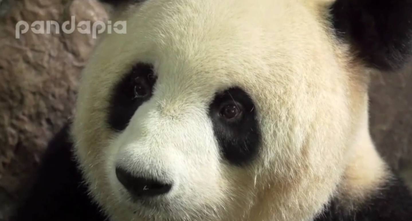 滚滚给宝宝喂奶,奶妈还得在一旁教,滚滚的脚放的地方才是亮点!