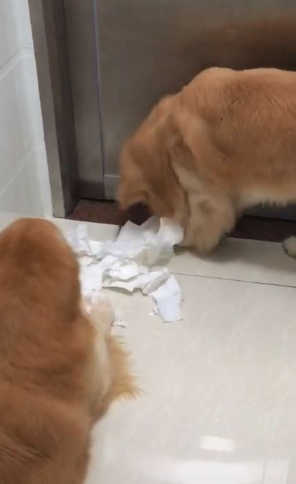 金毛犬被罚坐尿盆面壁露无辜脸 网友见身后“尸体堆”爆笑 金毛犬被罚坐尿盆面壁露无辜脸 网友见身后“尸体堆”爆笑