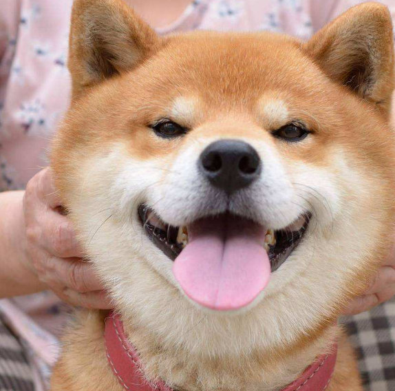 别被柴犬那憨厚的表情包给骗了,它们不好管教,野着呢!_主人_性格_因为