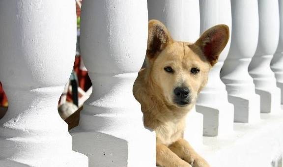 男童被狗咬狂犬病发作学狗叫?网友:漫威电影了解一下…… 男童被狗咬狂犬病发作学狗叫?网友:漫威电影了解一下……