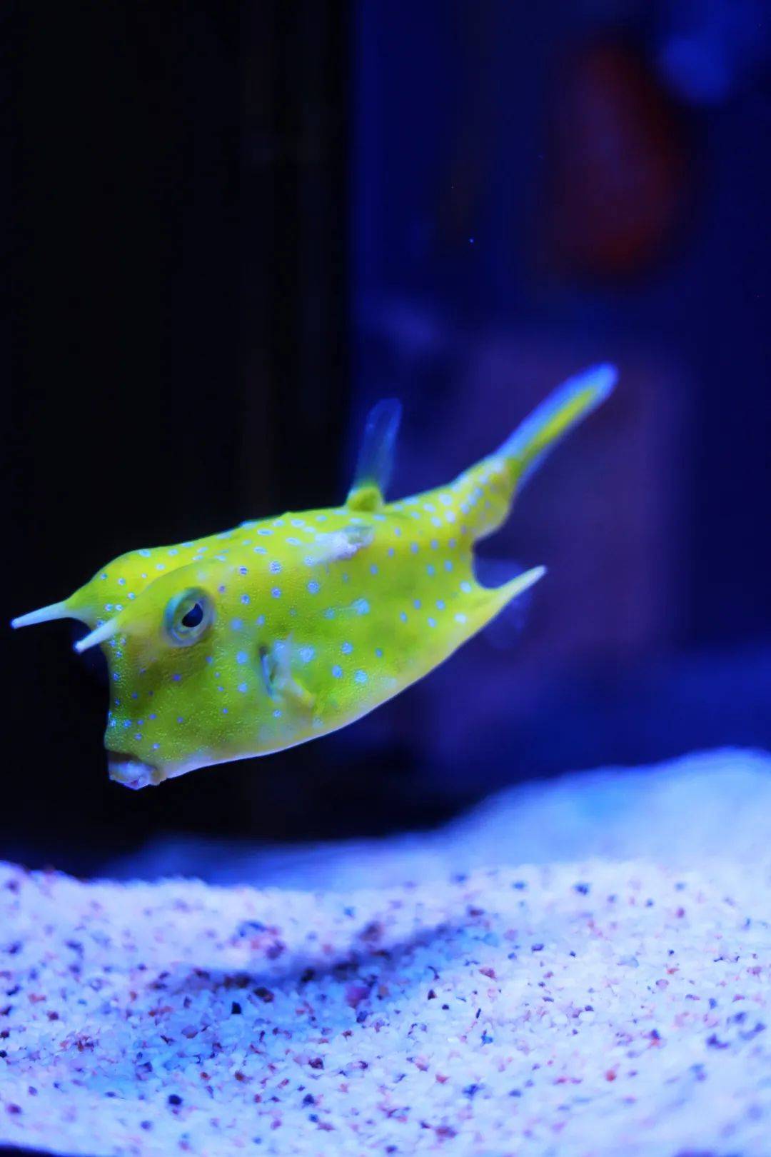 牛角箱鲀怪警惕的·花园鳗最佳"观察哨",时刻保持警惕,通常把下半身藏