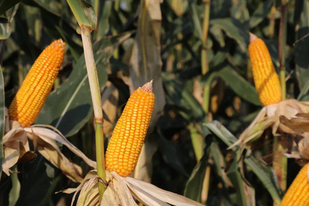 "西农511"小麦品种推广种植面积进入全国前十