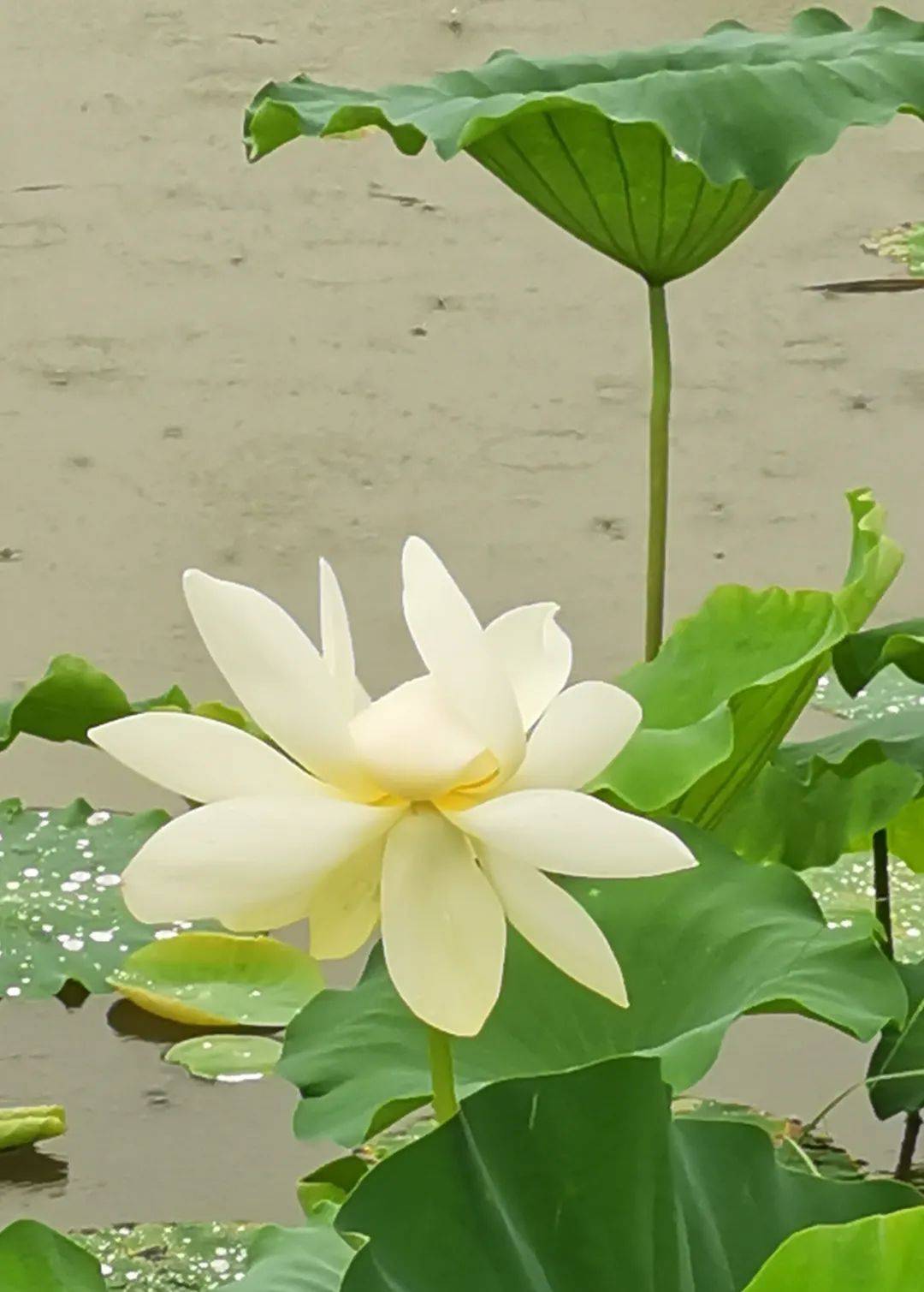 099梅子卢雪梅《相见在夏天里》"魅力华夏"散文随笔参赛作品_莲蓬