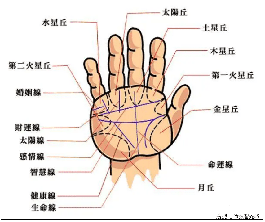 大部分人看手相,都是看生命线,智慧线和感情线,这三条线并称为人体