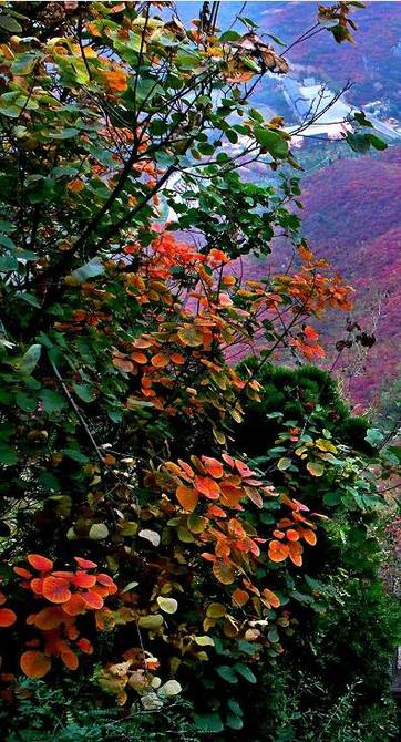 看漫山红叶 享金秋美景 山西赏红叶景区推荐_宁武_方向_太原