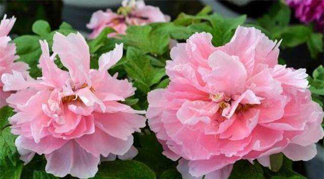 2021年带来喜事的3生肖,福多多,财多,桃花多,生活幸福美满!