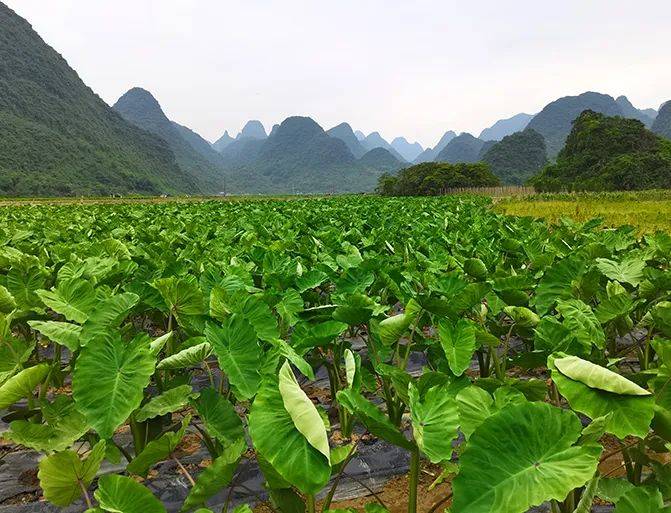 荔浦芋头生长图片图片