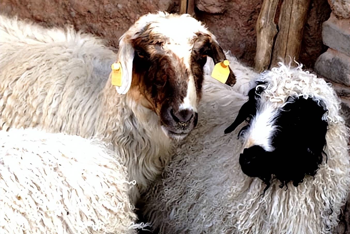 听说新疆的羊肉最好吃,你有吃过北疆的阿勒泰大尾羊吗?