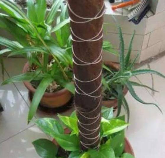 王大妈养绿萝"上瘾",3种废物自制绿萝柱,气根疯长