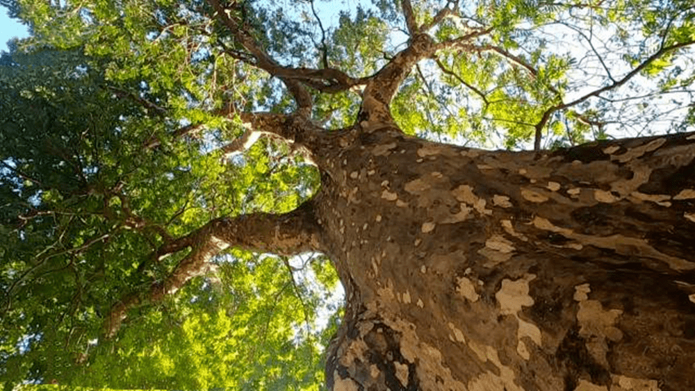 广东1270岁的人面子树,果核上面如盾状凹入,看上去很像一张人脸_树冠