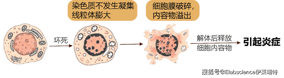 细胞坏死的病理性变化