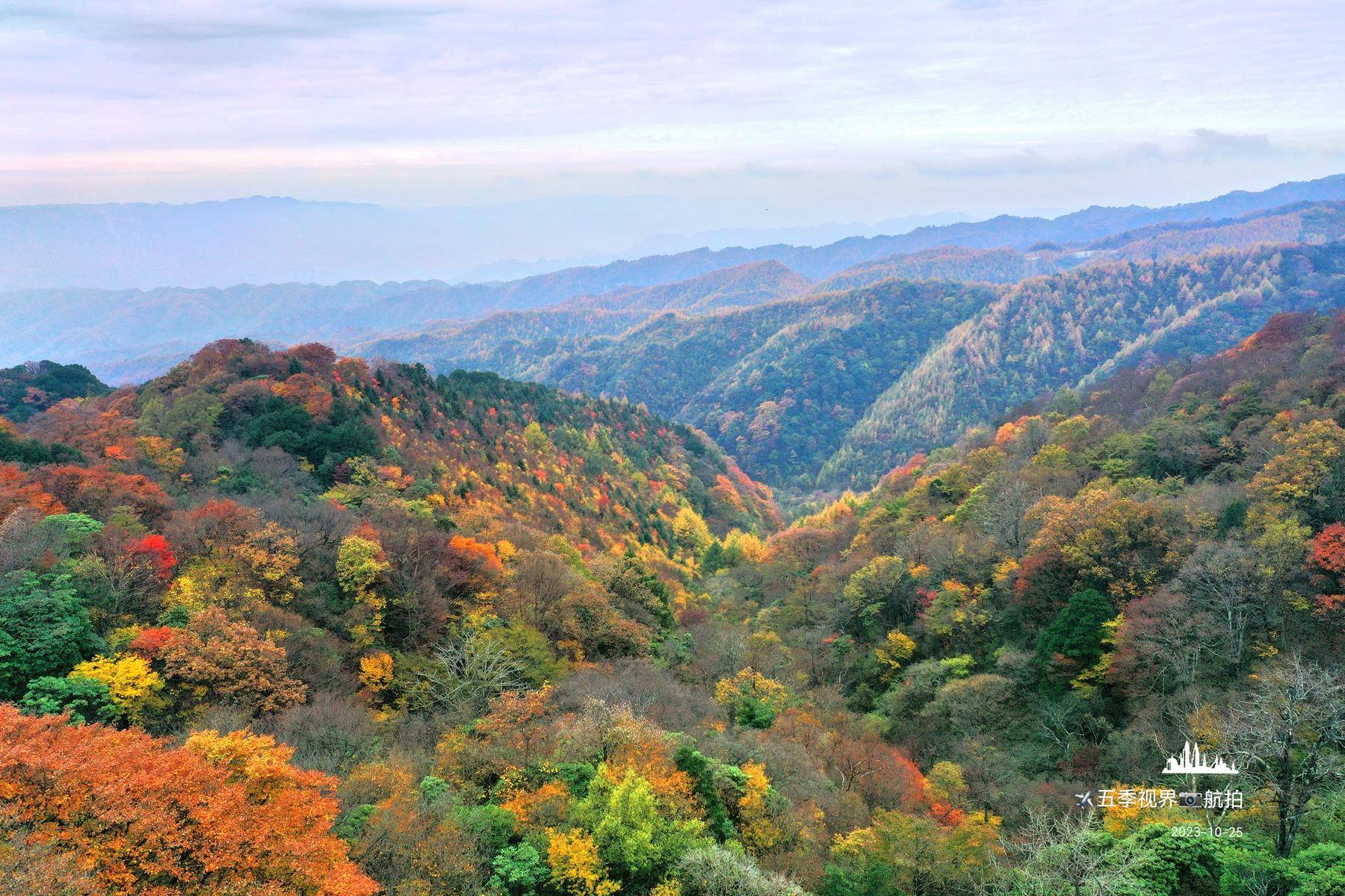 从空中俯瞰,米仓山大峡谷万山红遍,宛如一幅秋日画卷令人震撼!
