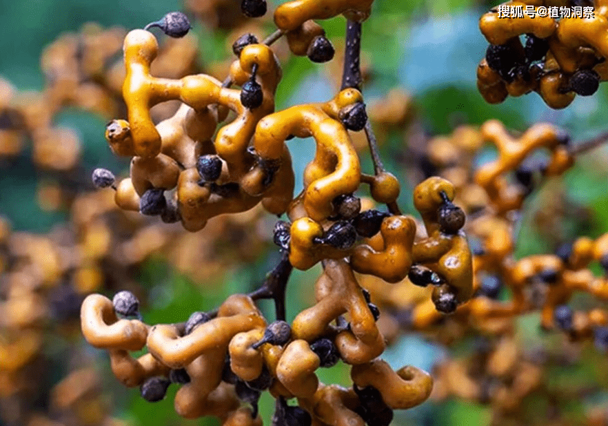 别名非常多,例如在笔者的老家枳椇,即叫它拐枣,也叫它鸡爪子或万寿果