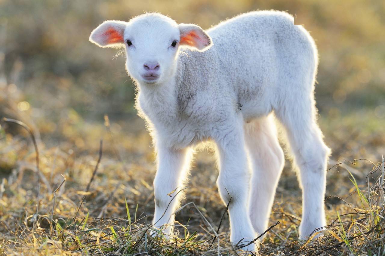 羊得了羊痘怎么治疗?羊痘的症状及治疗方法,养羊人快收藏学习!