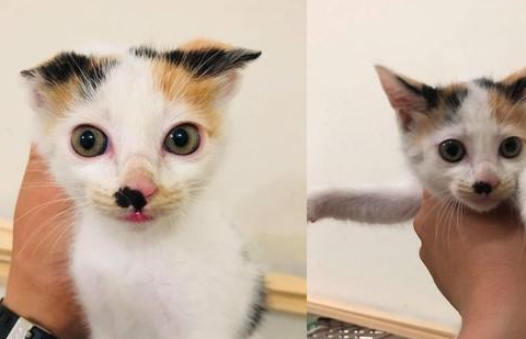 养猫会上瘾?主人家里已经养了11只猫,路遇2只三花猫依旧带回家 养猫会上瘾?主人家里已经养了11只猫,路遇2只三花猫依旧带回家