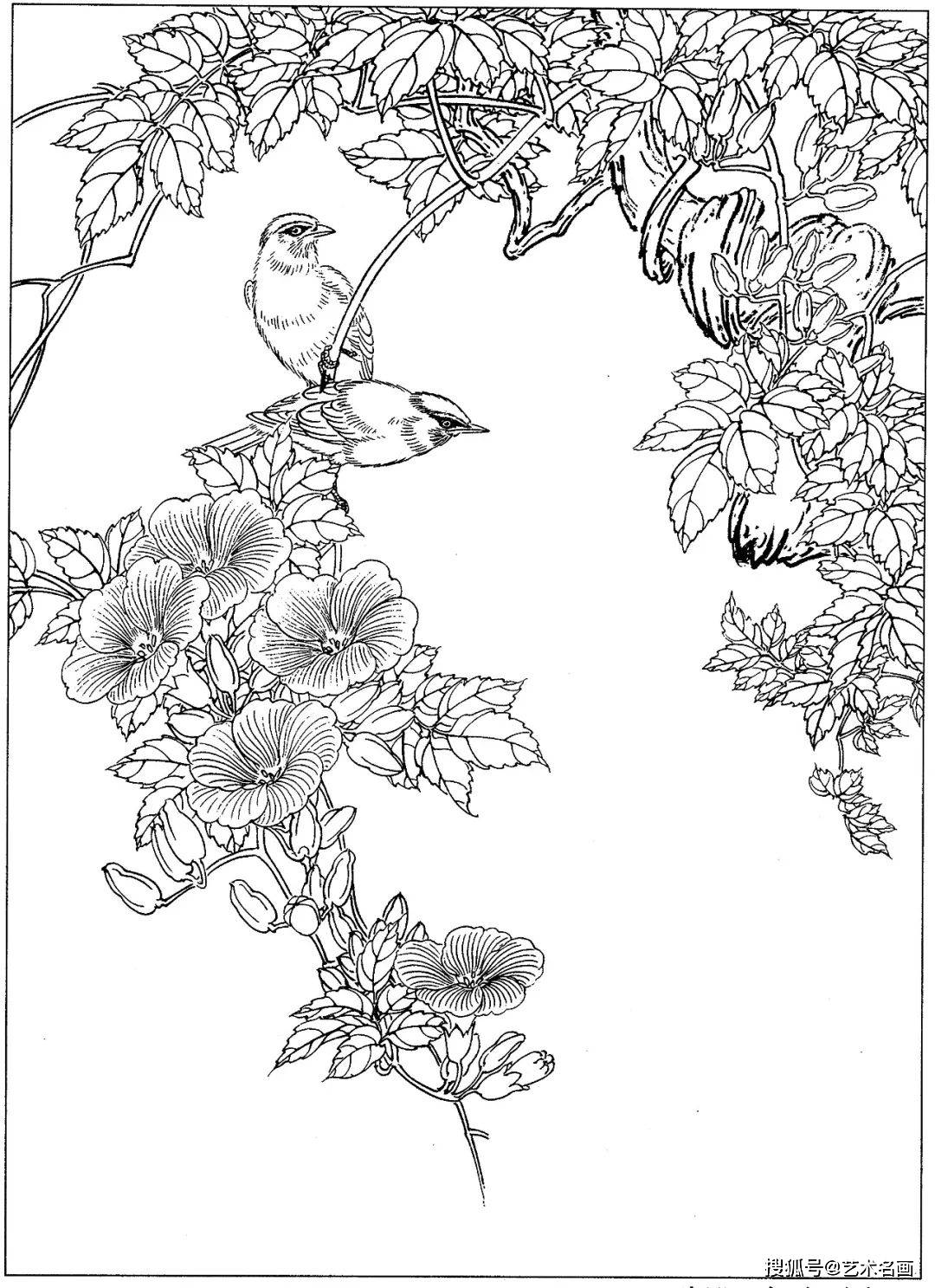 一组40幅工笔花鸟小品白描素材图︱艺术名画_手机搜狐网