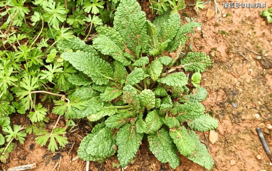 荔枝草,又稱癩蛤蟆草,葉片麻麻賴賴,有3大作用,農民要了解!