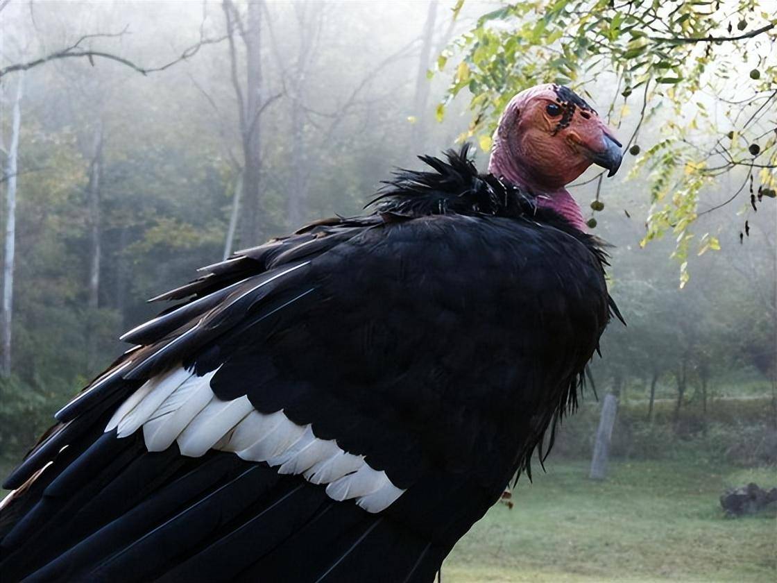 秃鹫_乌鸦_保护