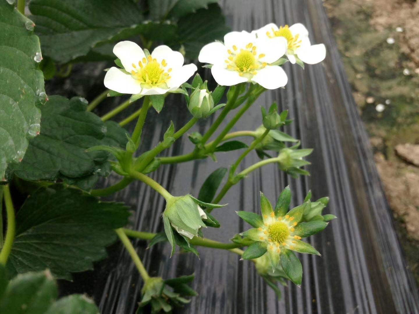 掌握关键点,花蕾茬茬多_植株_控制_种植