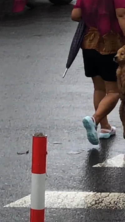 远看一位大妈在过马路，手里还拎着条狗，看清后：画面过于熟悉