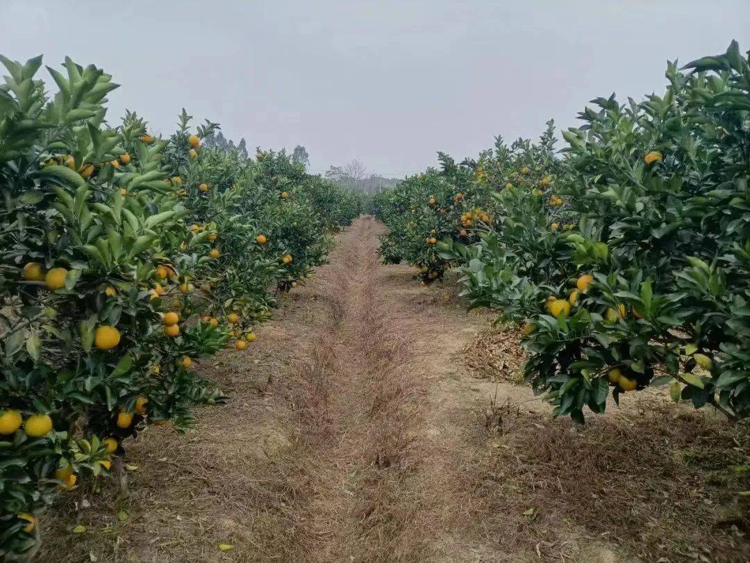 逛东部乡村旅游画廊,品甜甜廉江红橙