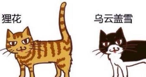 猫咪花色在中国的讲究,不仅是单纯的黑白花,乌云盖雪将军挂印?