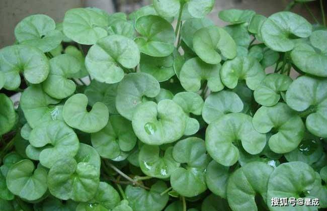 8.瘤毛獐牙菜9.乌蔹莓10.溪黄草