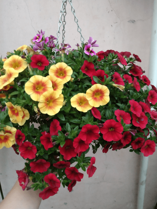 发酵的牛粪种花长势很喜人-昆仑十二仙_植物_物质_肥料