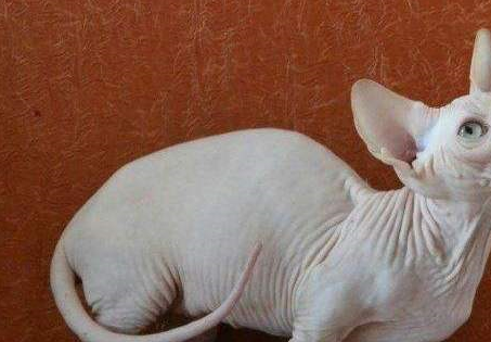 不靠颜值取胜的猫咪,也算是猫界中的另类了_勒夫科伊_因为_斯芬克斯