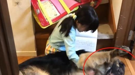  小女孩一回家，德牧就赶着她去写作业，其实是有“原因”的 