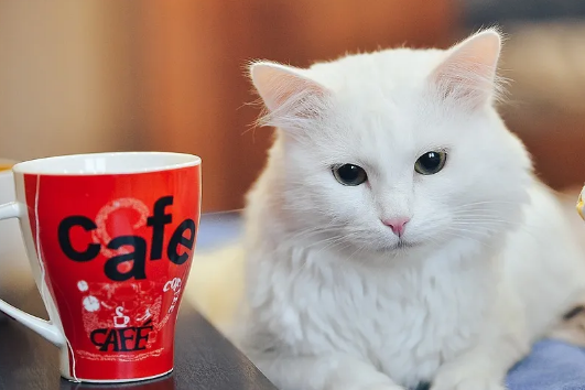 「信元发育宝」猫毛过敏患者可以养猫吗?如何正确"吸猫"?