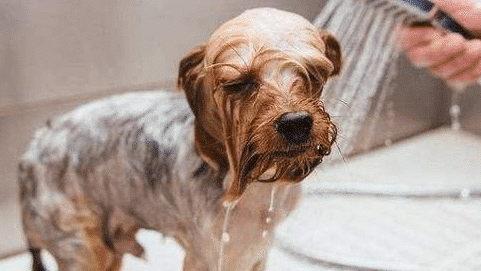 狗狗为什么那么不爱洗澡?看完这几点让你的爱犬爱上洗澡!