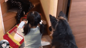  小女孩一回家，德牧就赶着她去写作业，其实是有“原因”的 