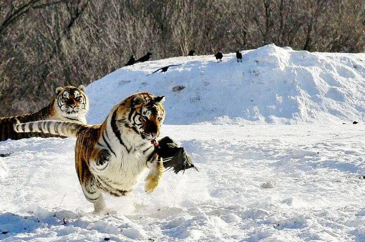 2023年呼伦贝尔冰雪那达慕,冬季草原套马,湿地丹顶鹤,林海雪原东北虎