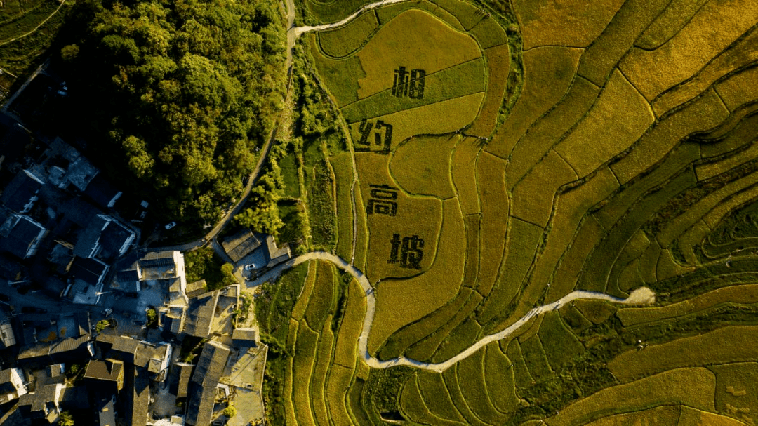 花溪区高坡乡发展"花海经济"助力乡村振兴_景区_产业_就业