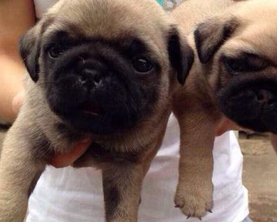 巴哥犬多少钱一只?_狗狗_价格_城市