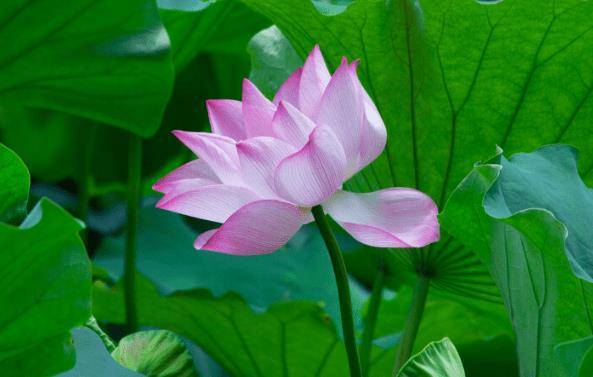 11月3日起,时来运转,4属相鸿运当头,事业步步高升,前程光明_十二生肖