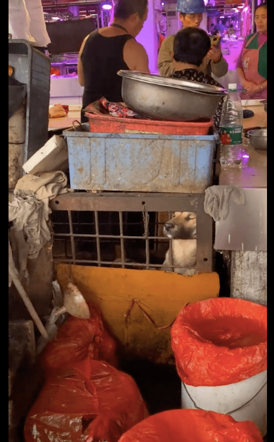 狗肉摊的笼子里，一只狗将头钻出来，用力呼吸生命里最后的空气