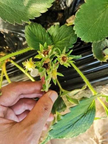 草莓缺素症状及防治措施,一文搞懂让咱们的草莓不再"营养不良"